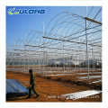 Multi span Tomato film material agricultural greenhouse